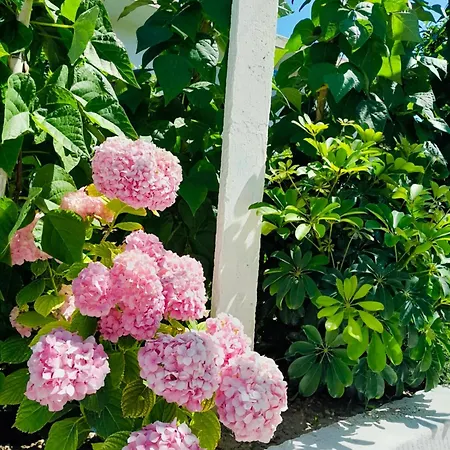 Nyaraló Ylli&njeza *